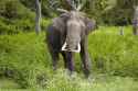 Elephas_maximus_%28Bandipur%29