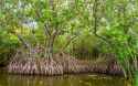ca58087fee_127345_mangrove-foret-eau