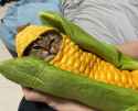 corny