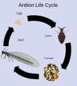 Antlion_life_cycle