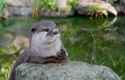 ottercontemplation