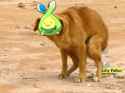 budew
