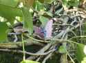 Venomoth