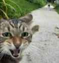 catsoy
