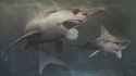 teeth-depth-shark-mako-wallpaper-preview-2308591502