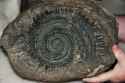 helicoprion-fossil