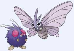 natmoth