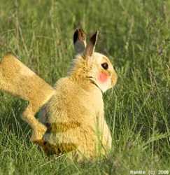pika