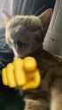 cat laugh