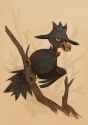 __murkrow_pokemon_drawn_by_ver_verface__e09c55ae4f3c6ca20a36e8e3bc86f761