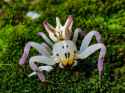 Brazilian Crab Spider