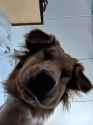 dog looking down at you
