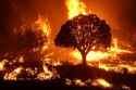 Burnout_ops_on_Mangum_Fire_McCall_Smokejumpers