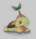 Turtwig