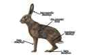 how-to-draw-rabbits-hares-2-2-hare-features