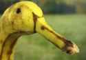 bananaduck