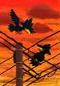 __murkrow_pokemon_drawn_by_nankyoku_antarctic_poke__8ac895683b04475aacbe794eb1ab9678