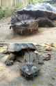 mata turtle