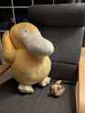 duck-dog