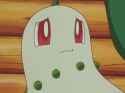 chikorita concern