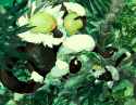 __passimian_pokemon_drawn_by_nyala_nyala_766__sample-4fc93a46f63dafd240eee398c73bf2f4