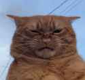 cat_is_repelled