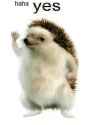 haha-yes.png