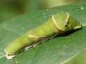 Papilio_polytes_caterpillar_at_Kadavoor.jpg