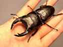 stag beetle