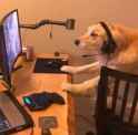 This dogs gamin