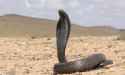 Egyptian_Cobra_Ouraeus