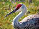 Sandhill_Crane-27527-1-TWEB__t800