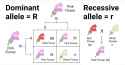 Dominant-and-Recessive-Traits