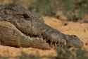 crocodile-tears-1200x800