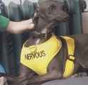 nervous