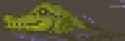 Croc