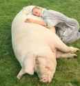 hogsnuggle