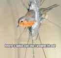birdtalkingshit