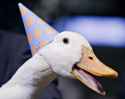 happy_duck