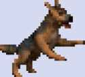 dogsf8