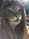 khajiit have wares if you have coin