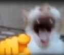 cat-laughing-4