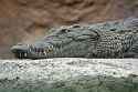 croc