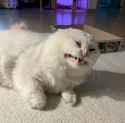 cat_cringe
