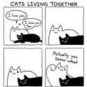cats living together.jpg