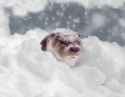 otter 92