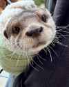 otter 2033