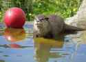 otter 1289