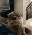 otter 2049