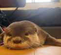 otter 2026